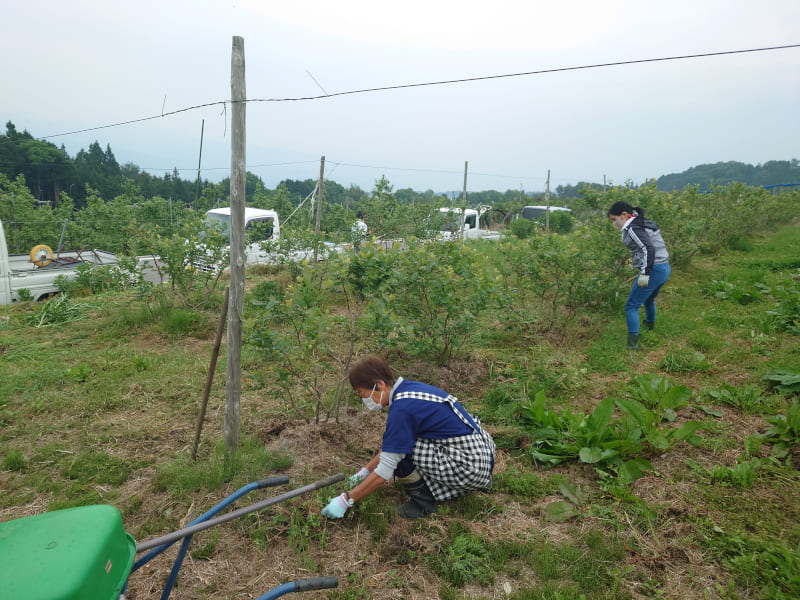 株間の草取り