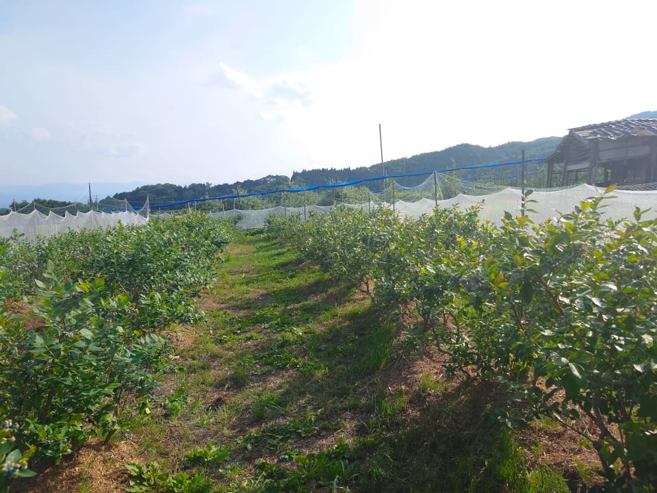 鳥も食べに来ちゃうのでネットもつけてます